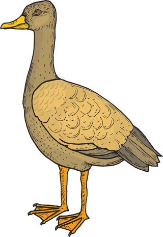 Bird Duck Nature Stickdatei