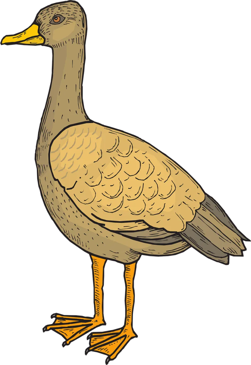 Bird Duck Nature Stickdatei – Natur