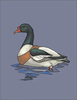 Water Green White Stickdatei