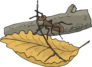 Leaf Branch Ant Stickdatei