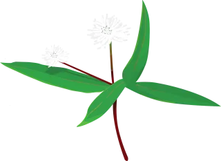 Flower White Floral Stickdatei