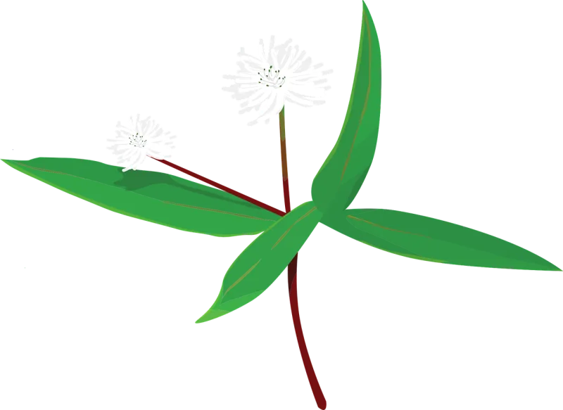 Flower White Floral Stickdatei – Blumen