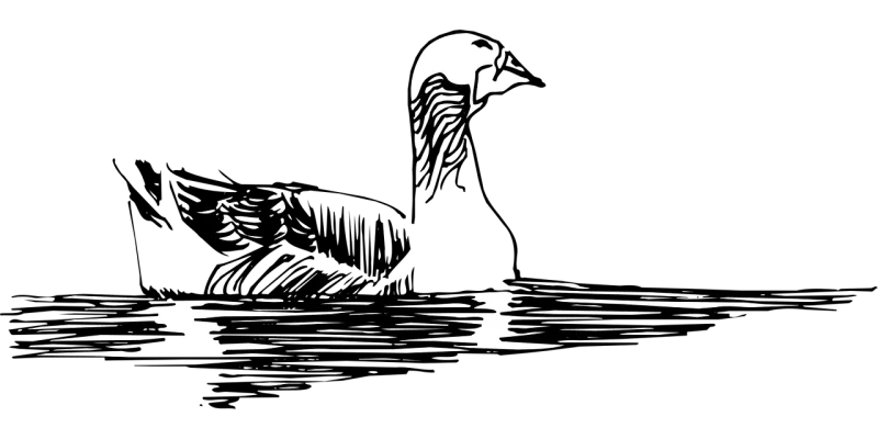 Water Sketch Bird Stickdatei – Sport