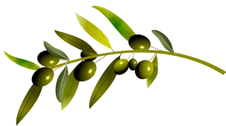 Olives Olive tree Olive Stickdatei
