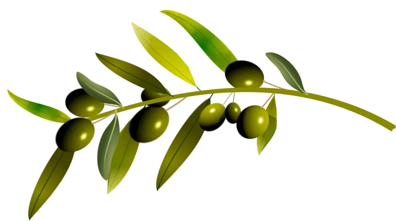 Olives Olive tree Olive Stickdatei – Natur