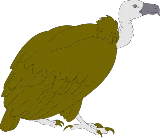 Vulture Bird Wildlife Stickdatei