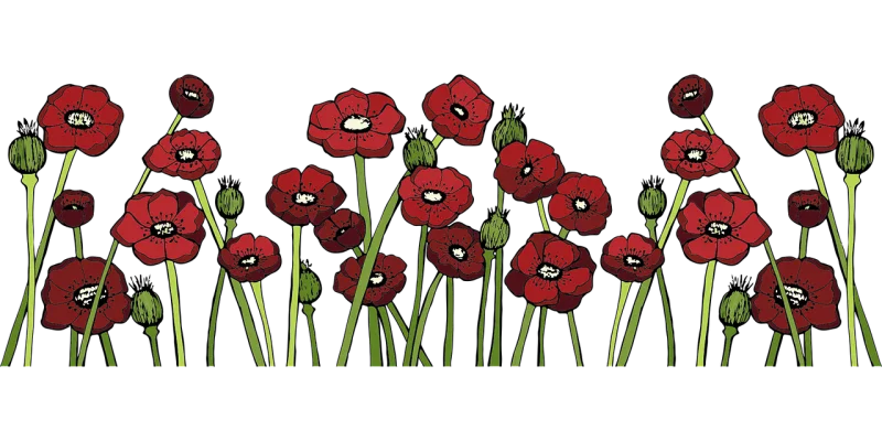 Poppy fields Poppy flower Red flower Stickdatei – Blumen