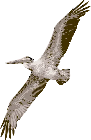 Bird Pelican Nature Stickdatei