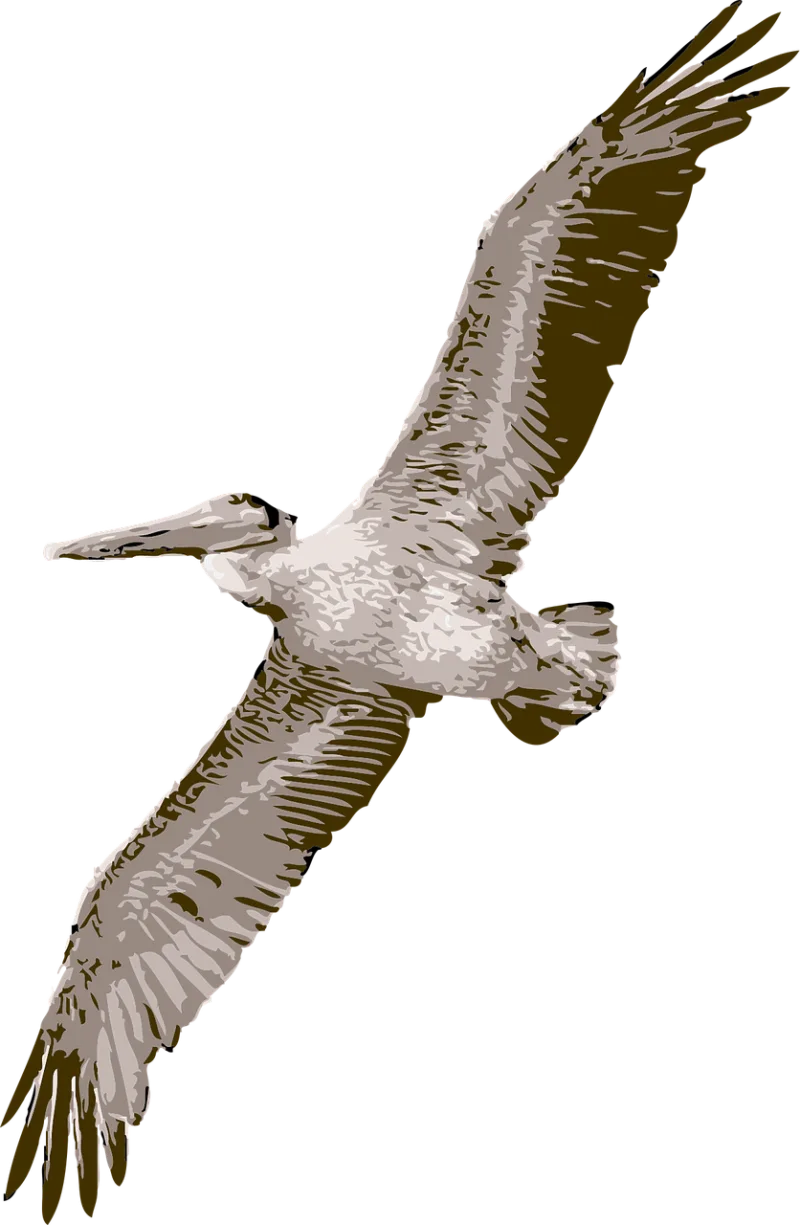 Bird Pelican Nature Stickdatei – Natur