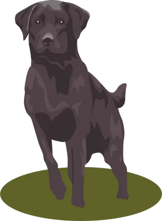 Labrador Retriever Mammal Stickdatei