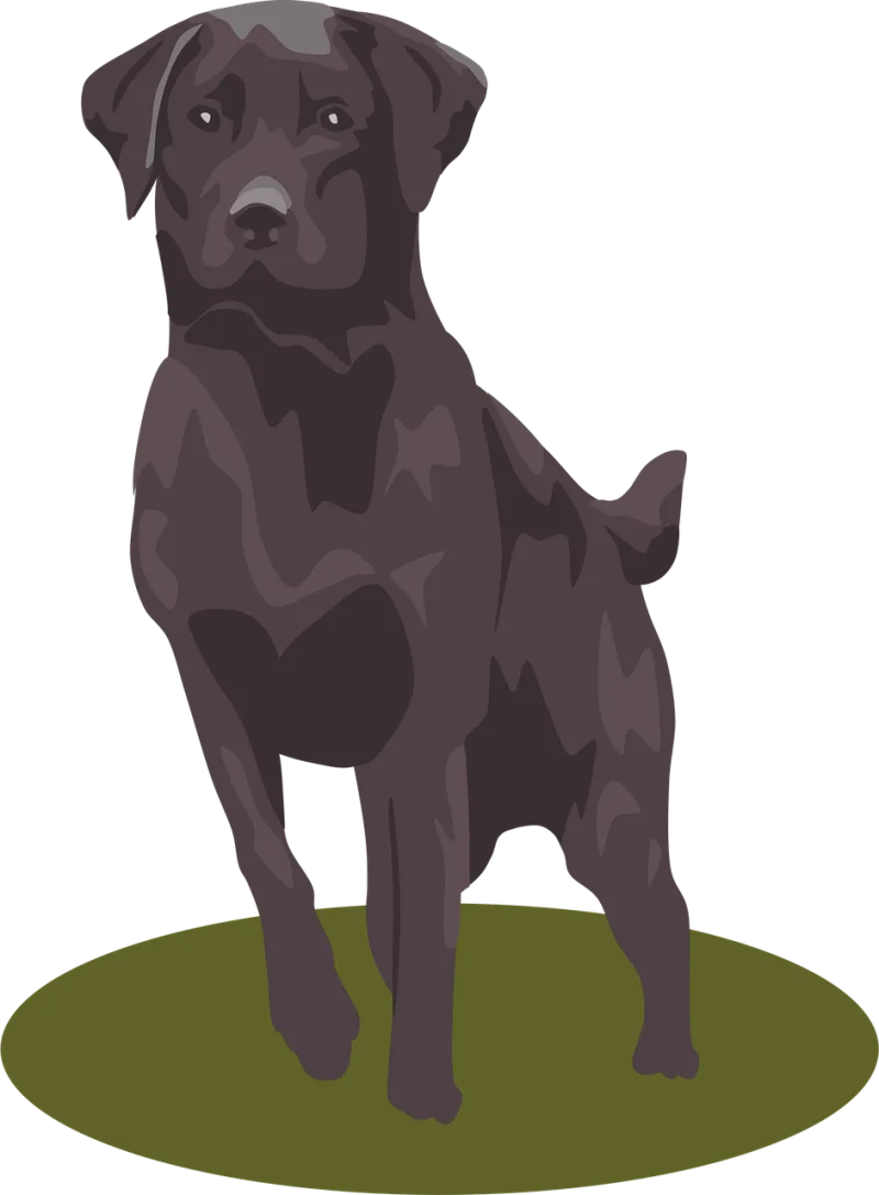 Labrador Retriever Mammal Stickdatei – Essen & Trinken