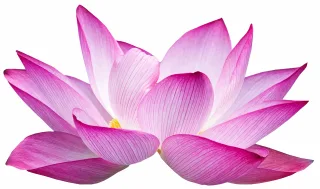 Flower Lotus Cutout Stickdatei – Blumen