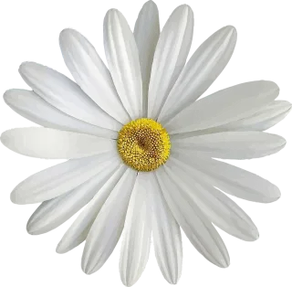 Marguerite White Bloom Stickdatei