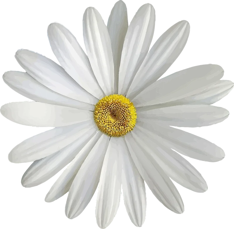 Marguerite White Bloom Stickdatei – Blumen