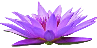 Water lily Flower wallpaper Water Stickdatei