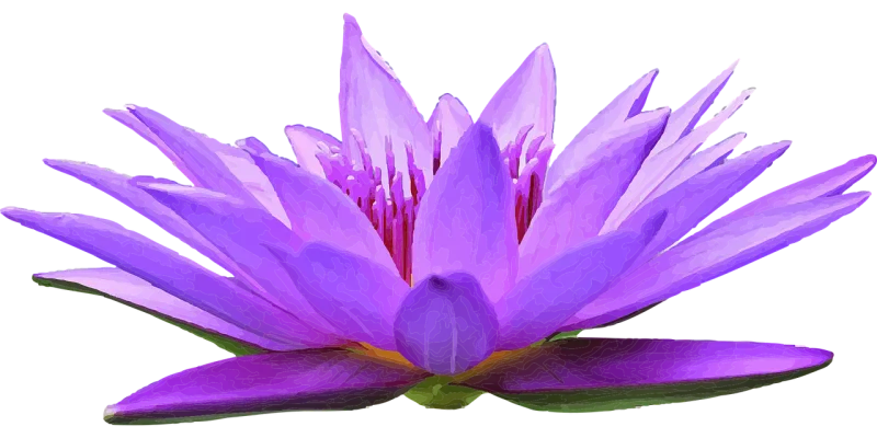 Water lily Flower wallpaper Water Stickdatei – Blumen