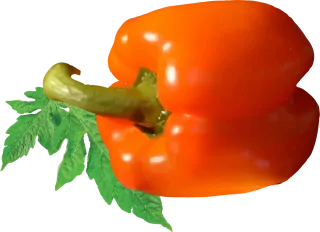 Tomato Tomato vector Tomatoes Stickdatei