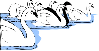 Swans Birds Animal Stickdatei