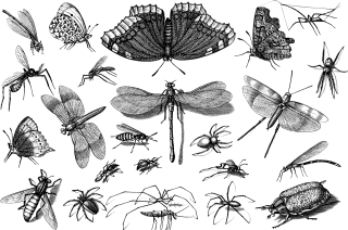 Insects Animals Line art Stickdatei