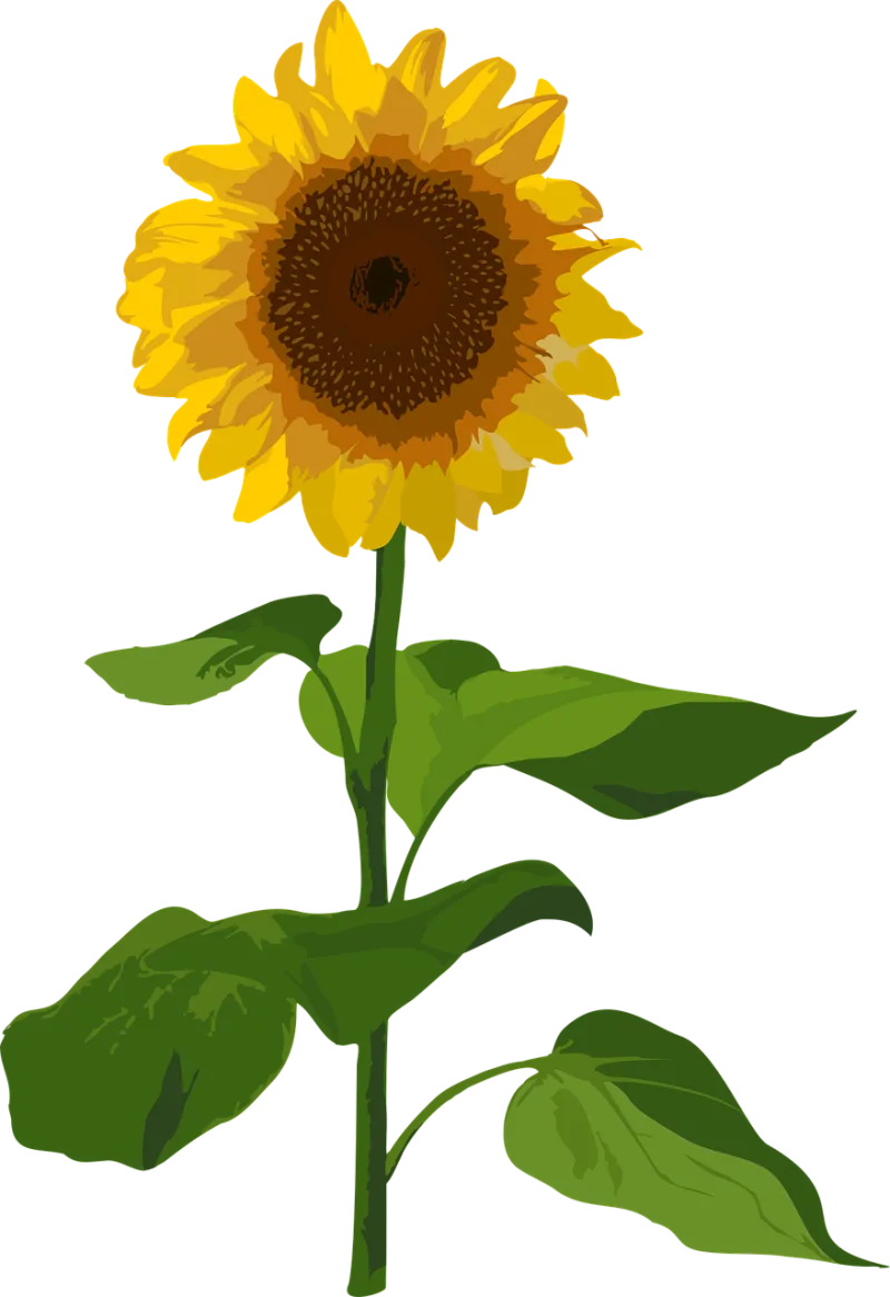 Sunflower Flower Summer Stickdatei – Blumen
