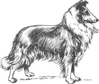 Collie Breed Dog Stickdatei