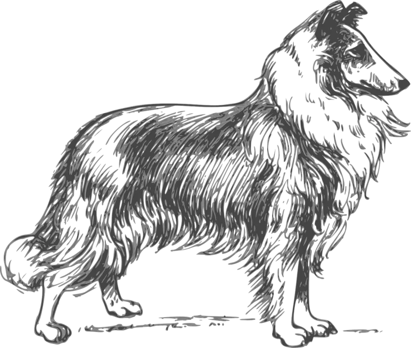 Collie Breed Dog Stickdatei – Tiere