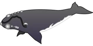 Whale Swimming Nature Stickdatei