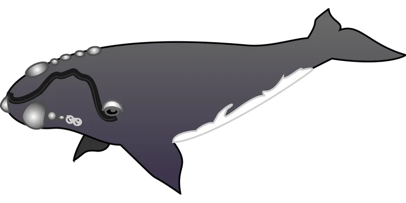 Whale Swimming Nature Stickdatei – Sport
