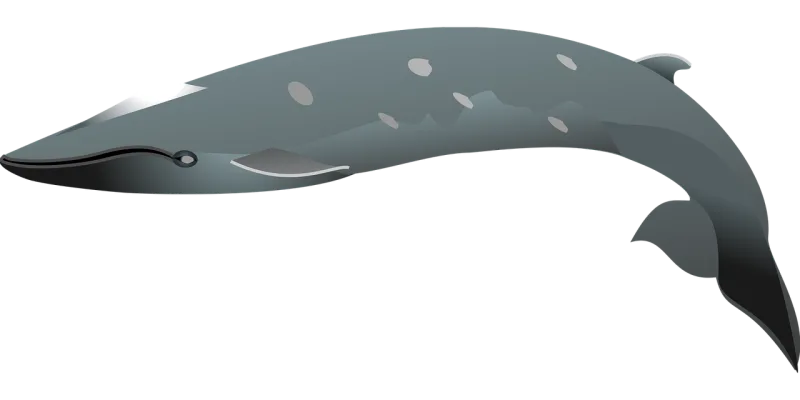 Dolphin Black Swimming Stickdatei – Tiere