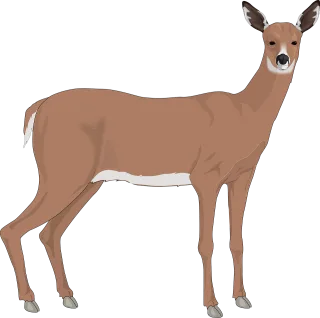 Deer Animal Mammal Stickdatei