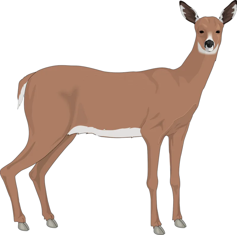 Deer Animal Mammal Stickdatei – Tiere