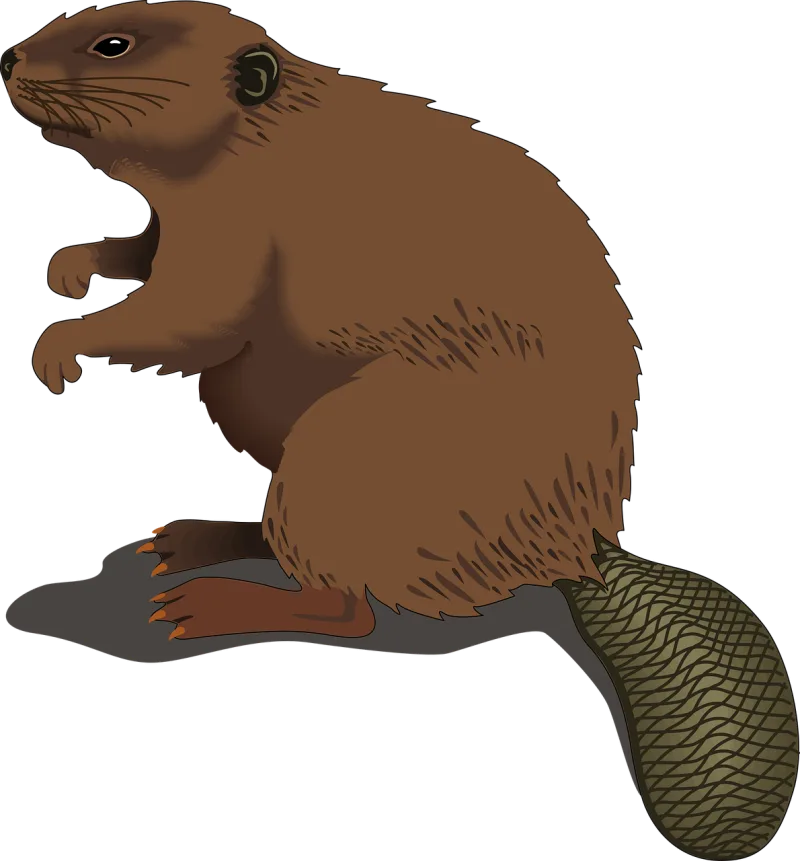 Beaver Animal Nature Stickdatei – Natur