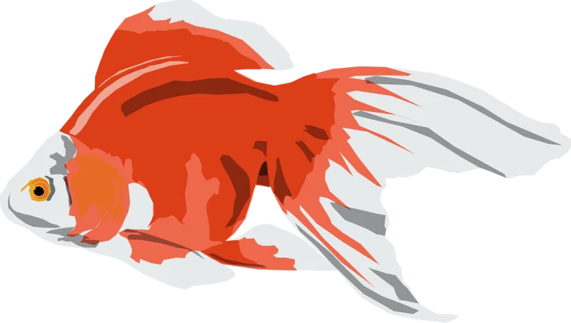 Goldfish White Orange Stickdatei – Tiere