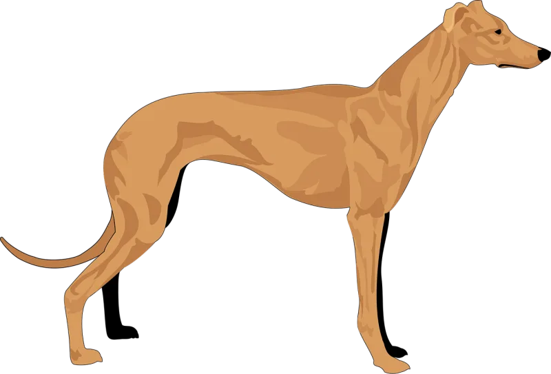 Dog Grey Pet Stickdatei – Tiere