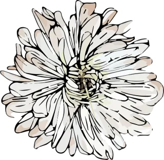 White Flower wallpaper Chrysanthemum Stickdatei – Blumen