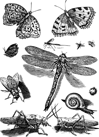 Insects Animals Line art Stickdatei