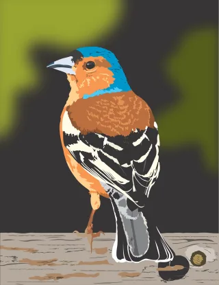 Bird Finch Nature Stickdatei