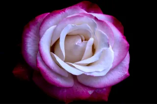 Roses Rozen Flower wallpaper Stickdatei