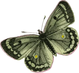 Butterfly Insect Wings Stickdatei