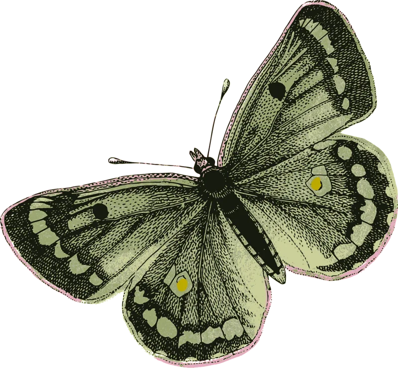 Butterfly Insect Wings Stickdatei – Tiere