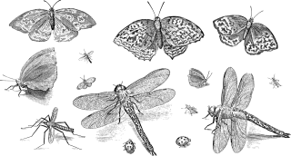Insects Animals Line art Stickdatei