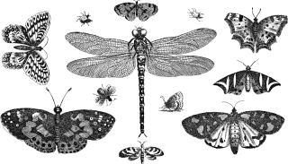 Insects Animals Line art Stickdatei
