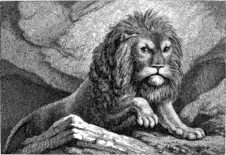 Lion Animal Line art Stickdatei