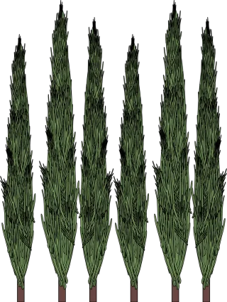 Cypress Trees Nature Stickdatei