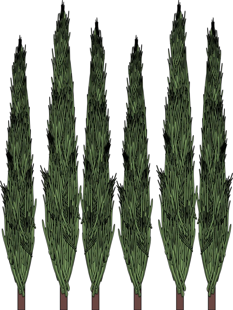 Cypress Trees Nature Stickdatei – Natur