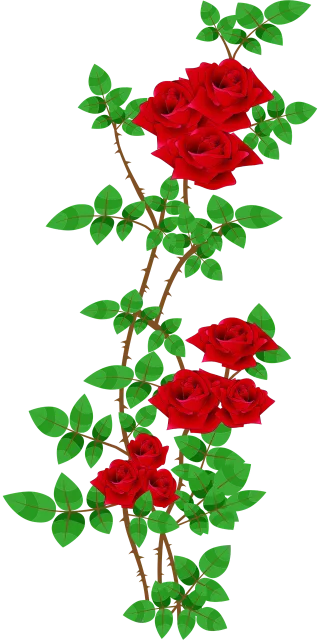 Rose roses Rose bush Blooming Stickdatei – Blumen