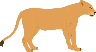 Lioness Lion Predator Stickdatei