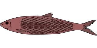 Herring Nature Fish Stickdatei