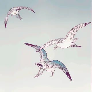 Seagulls Gulls Birds Stickdatei