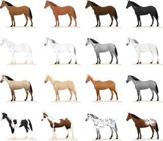 Horse horses Coat color Equine coat colors Stickdatei